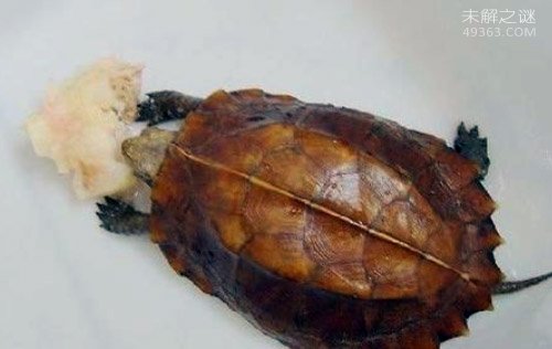 八角龟