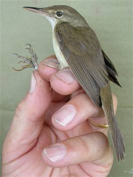 被重新发现的湿地鸟大嘴苇莺