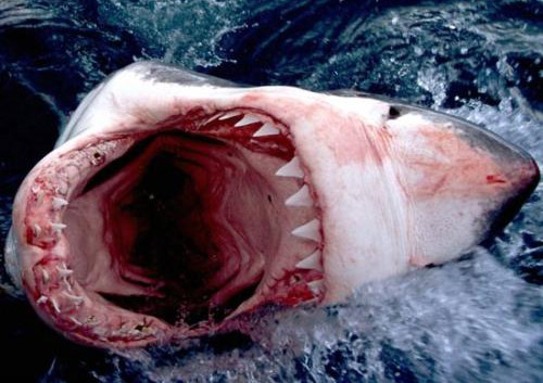 牛鲨有高度的攻击性