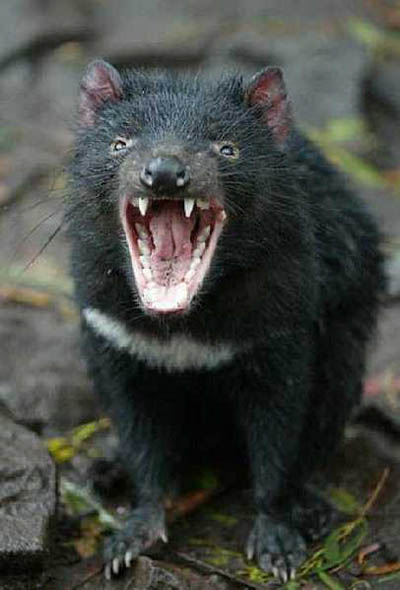 探秘动物世界的“魔鬼”：袋獾令人不寒而栗