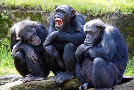被囚禁的黑猩猩多有抑郁的症状。