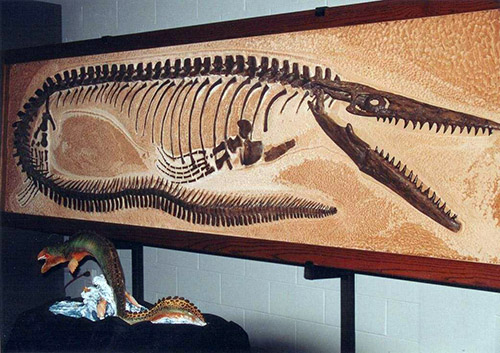发现杯椎鱼龙的化石