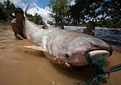 巨型哲罗鲑：喀纳斯湖水怪是巨型哲罗鲑