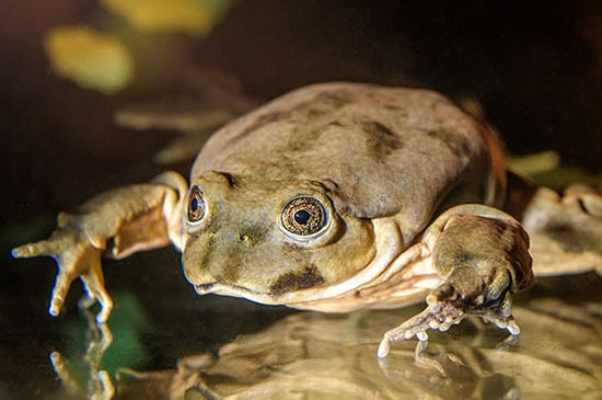 秘鲁巨蛙：十年间种群锐减了80%之多