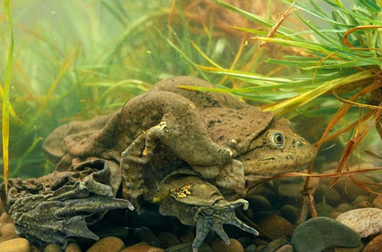 极度濒危的喀喀湖蛙