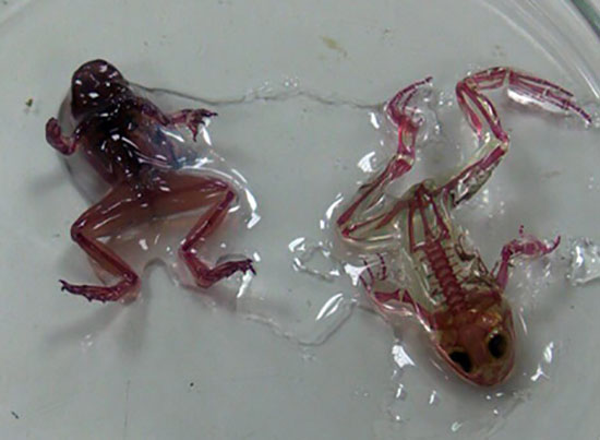 透明青蛙：是新的物种还是变异?