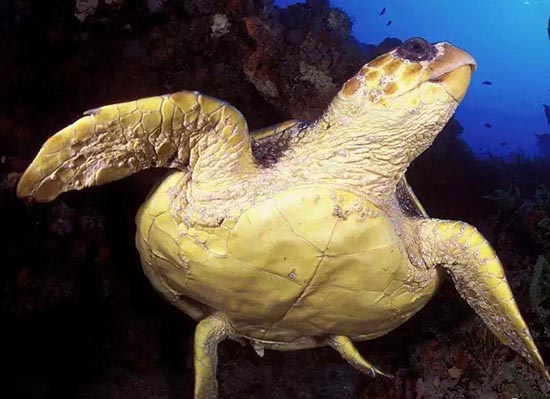 海龟把充满毒液水母当果冻吃，它的嘴巴难道不会有刺痛感吗？
