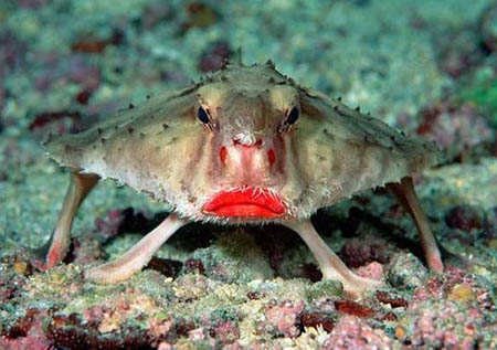 水中竟然有这么丑的怪鱼:浪鳗鱼丑到自己妈都讨厌