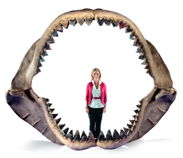 关于巨齿鲨的传说风靡全世界