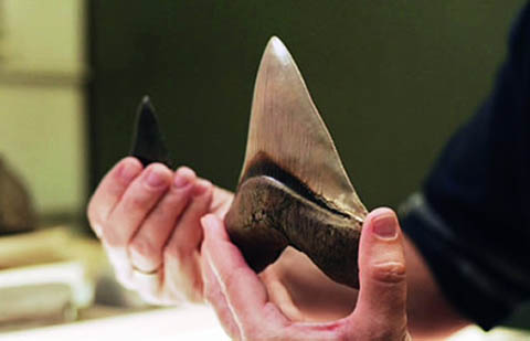 考古发现的巨齿鲨延迟超过17厘