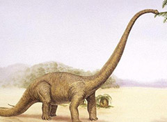 恐龙为何要长到如此巨大:无畏龙体重可达59.