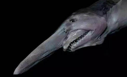 哥布林鲨竟是西方民间传说“妖怪”，它会自行爆炸