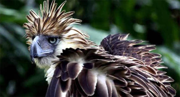 濒临灭绝的奇异鸟类，杀一只菲律宾雕12年监禁
