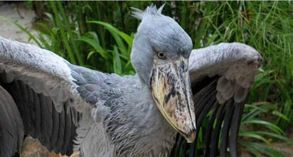 濒临灭绝的奇异鸟类，杀一只菲律宾雕12年监禁