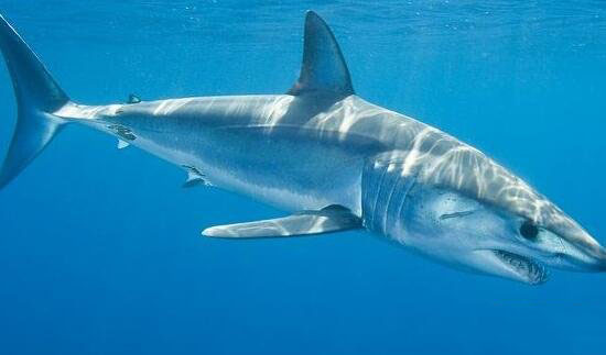 世界上最恐怖的鲨鱼，灰鲭鲨(速度最快的杀人机器)