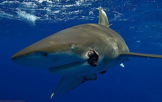 世界上最恐怖的鲨鱼，灰鲭鲨(速度最快的杀人机器)