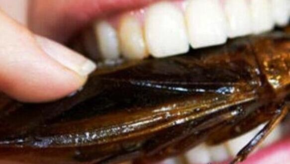 海蟑螂只是外形像蟑螂 实际上有很高的药用价值(可以吃)