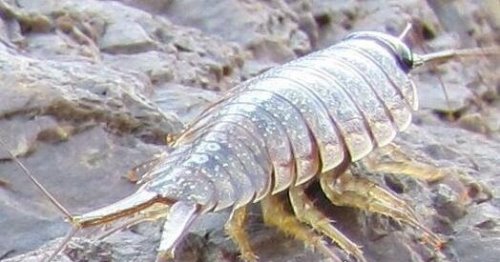 海蟑螂只是外形像蟑螂 实际上有很高的药用价值(可以吃)