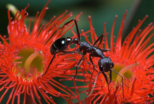 牛头犬蚁：世界上最毒的蚂蚁