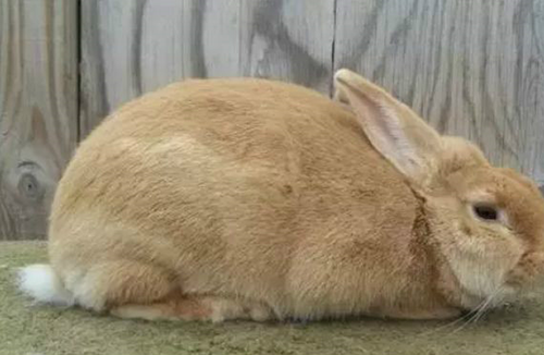 世界上最受欢迎的十大兔子品种