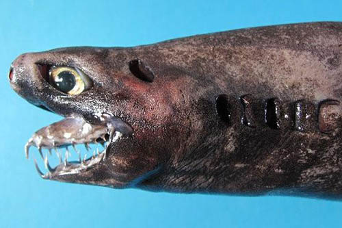 长相像外星人的“外星怪鱼”，卡式尖颌乌鲨