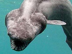 世界上最古老现存动物：皱鳃鲨存活了1.5亿