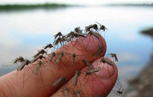 消灭掉世界上所有蚊子会怎么样？
