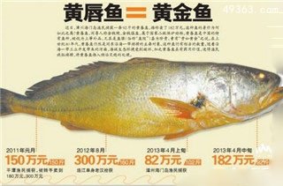 全球最贵食物：金钱猛鱼贵如黄金