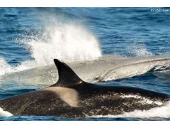 鲸鱼的天敌是什么?虎鲸“群殴”鲸鱼以量取