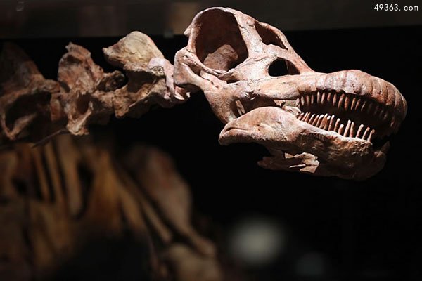 盘点：世界上六大完整古上龙化石 巨型北极怪兽