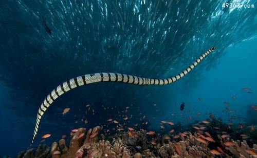 蛇尾像头部的海洋金环蛇