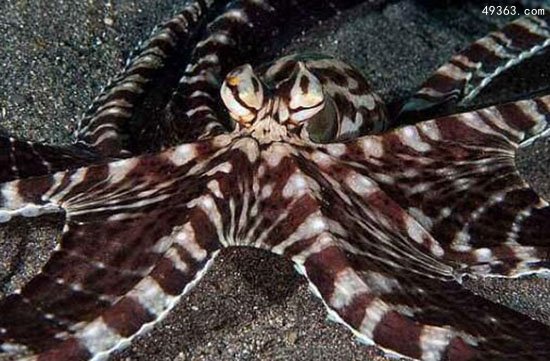 顶级伪装高手拟态章鱼，海洋中最会变色的章鱼