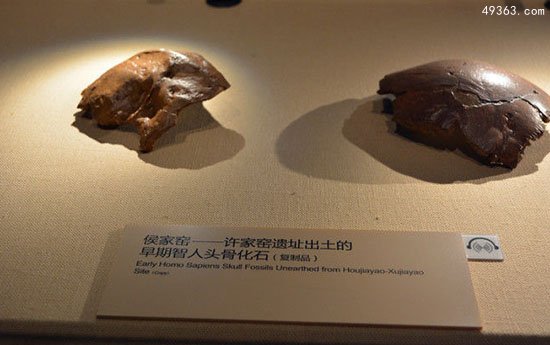 早期智人颅骨化石