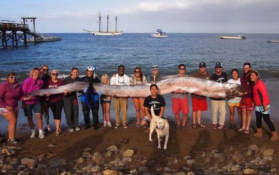 全球最全巨型鱼盘点，6米长的黄带鱼误认为“神龙”