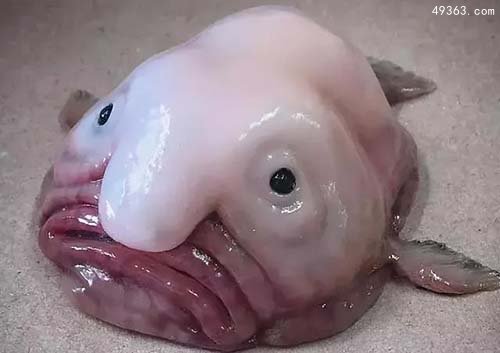 世界上最丑动物“水滴鱼”长着一张幽怨的脸