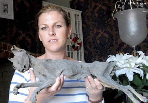 英夫妇家中发现百年木乃伊猫 被称辟邪利器