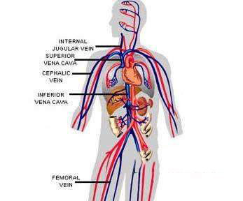 人体最重要的十大器官，哪个器官最重要呢?