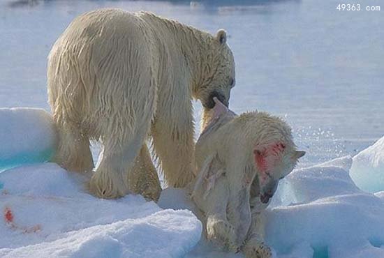 北极熊同类相食
