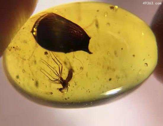 琥珀内的昆虫千万年不腐，若是被琥珀包裹人体呢?