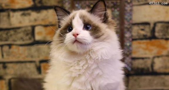 布偶猫价格多少钱一只