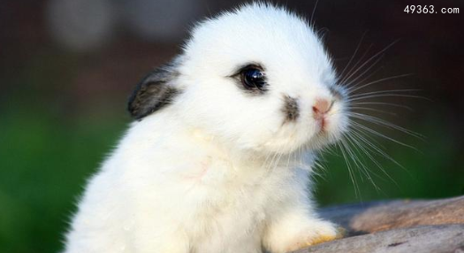 侏儒兔是世界上最长寿的兔子，兔子养多久才会认主人