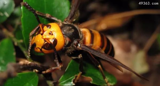 虎头蜂蜇人会死吗，不小心被虎头蜂蜇了怎么办？